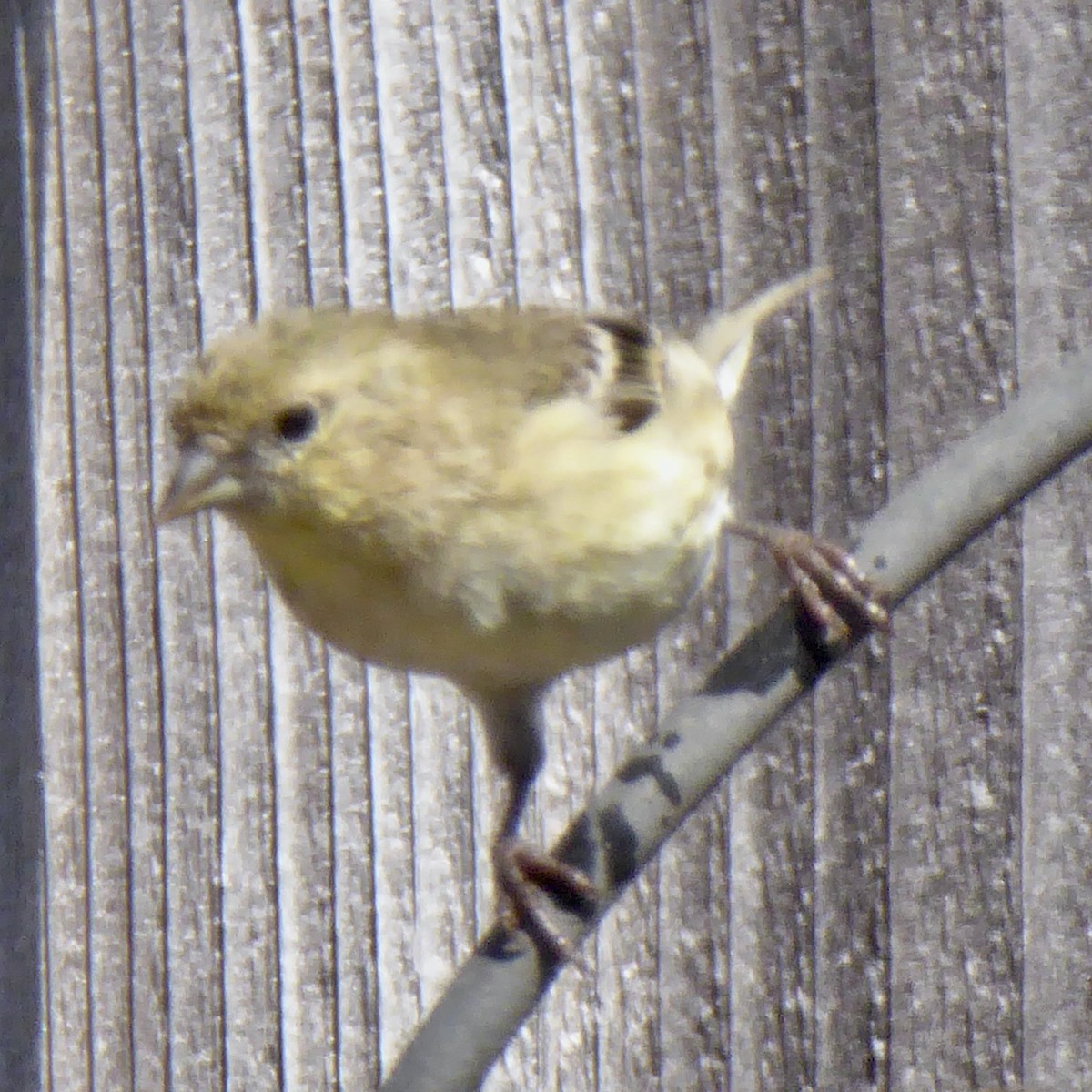 Lesser Goldfinch - ML624245772