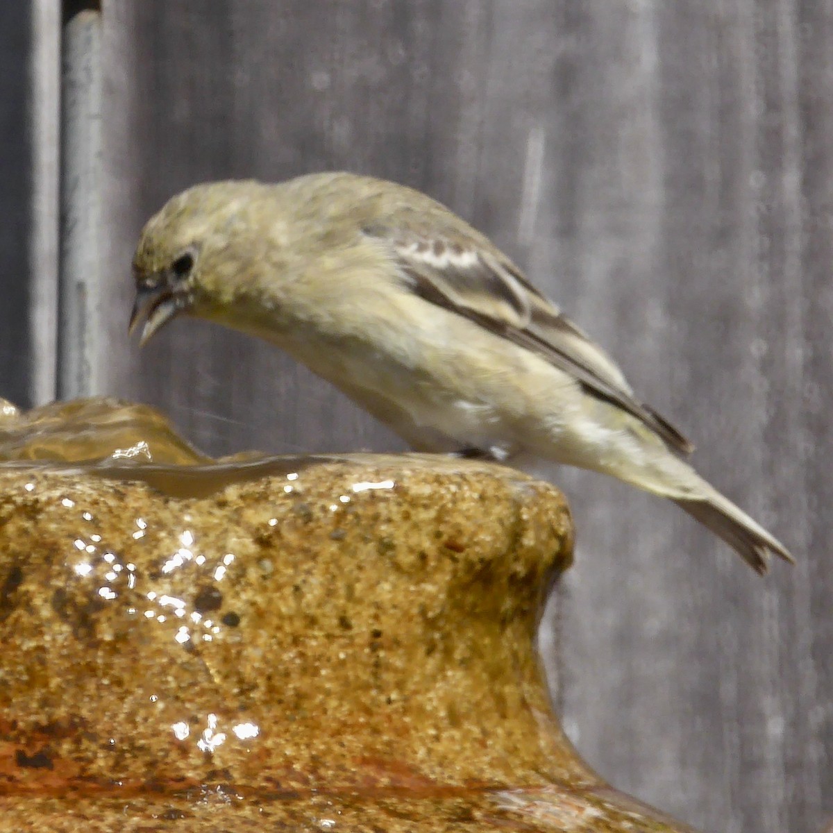 Lesser Goldfinch - ML624245773