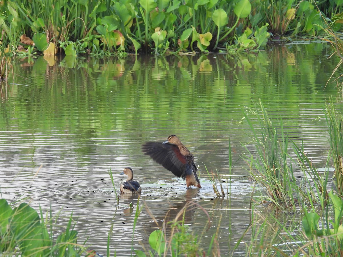 Lesser Whistling-Duck - ML624245797