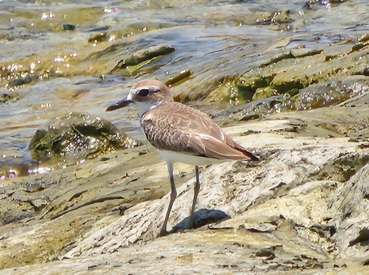 Greater Sand-Plover - ML624245806