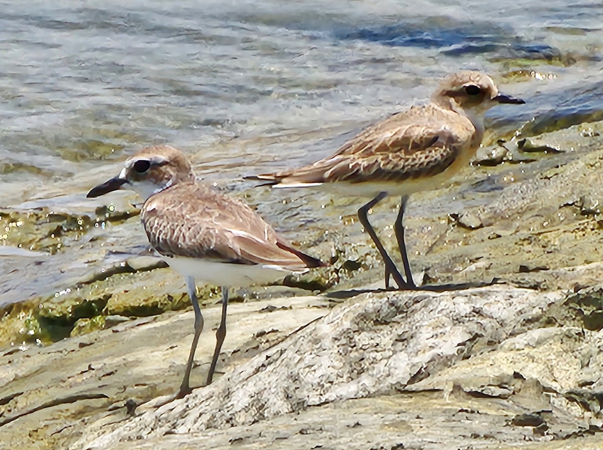 Greater Sand-Plover - ML624245807