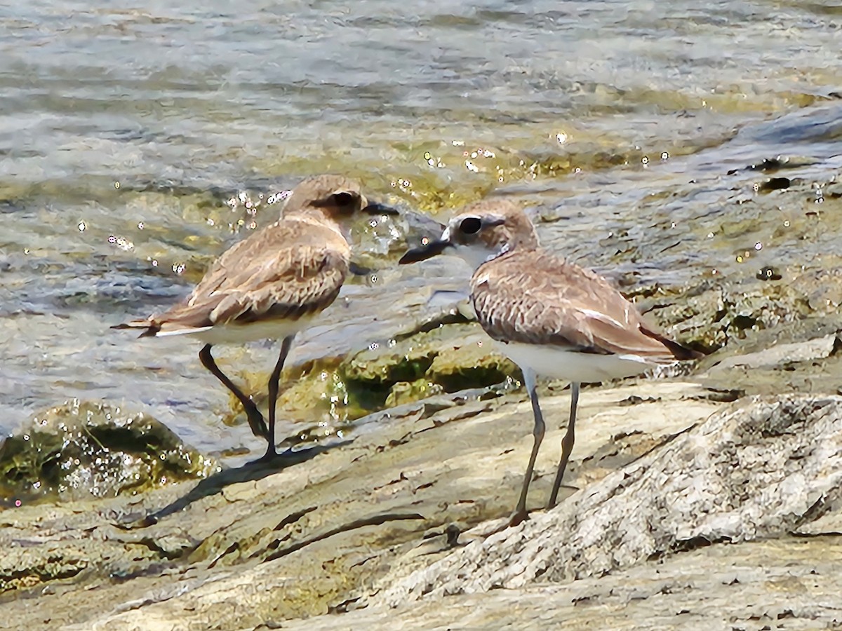 Greater Sand-Plover - ML624245808