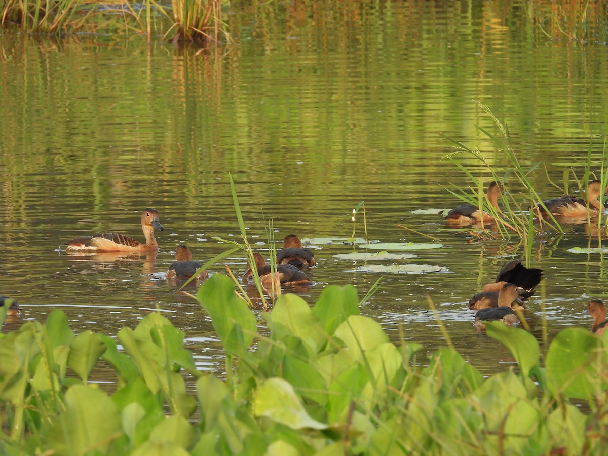 Lesser Whistling-Duck - ML624245809