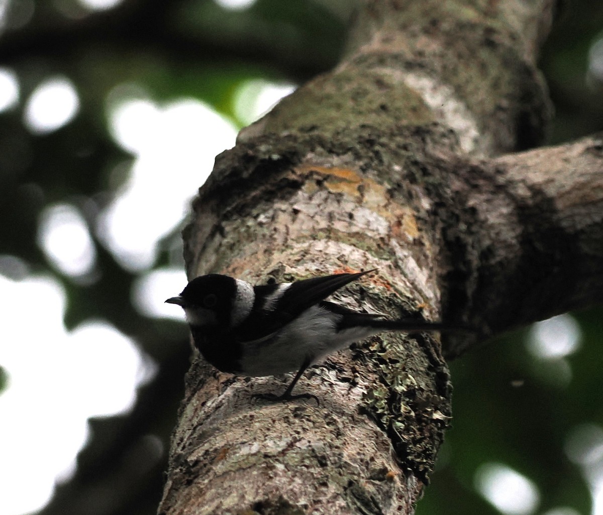 Pied Monarch - Judith Gillespie