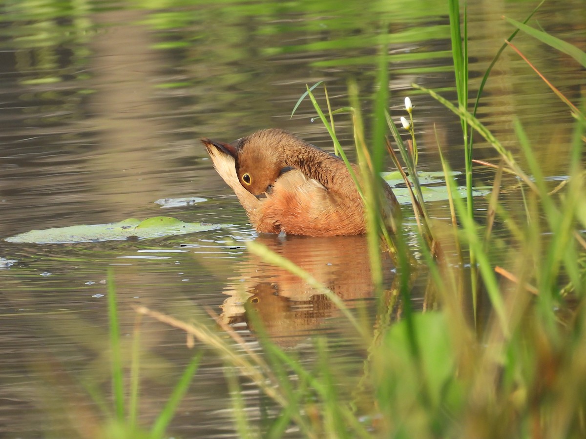 Lesser Whistling-Duck - ML624245813