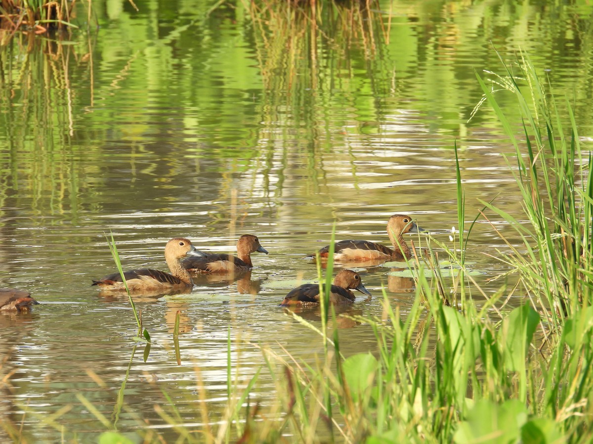 Lesser Whistling-Duck - ML624245814