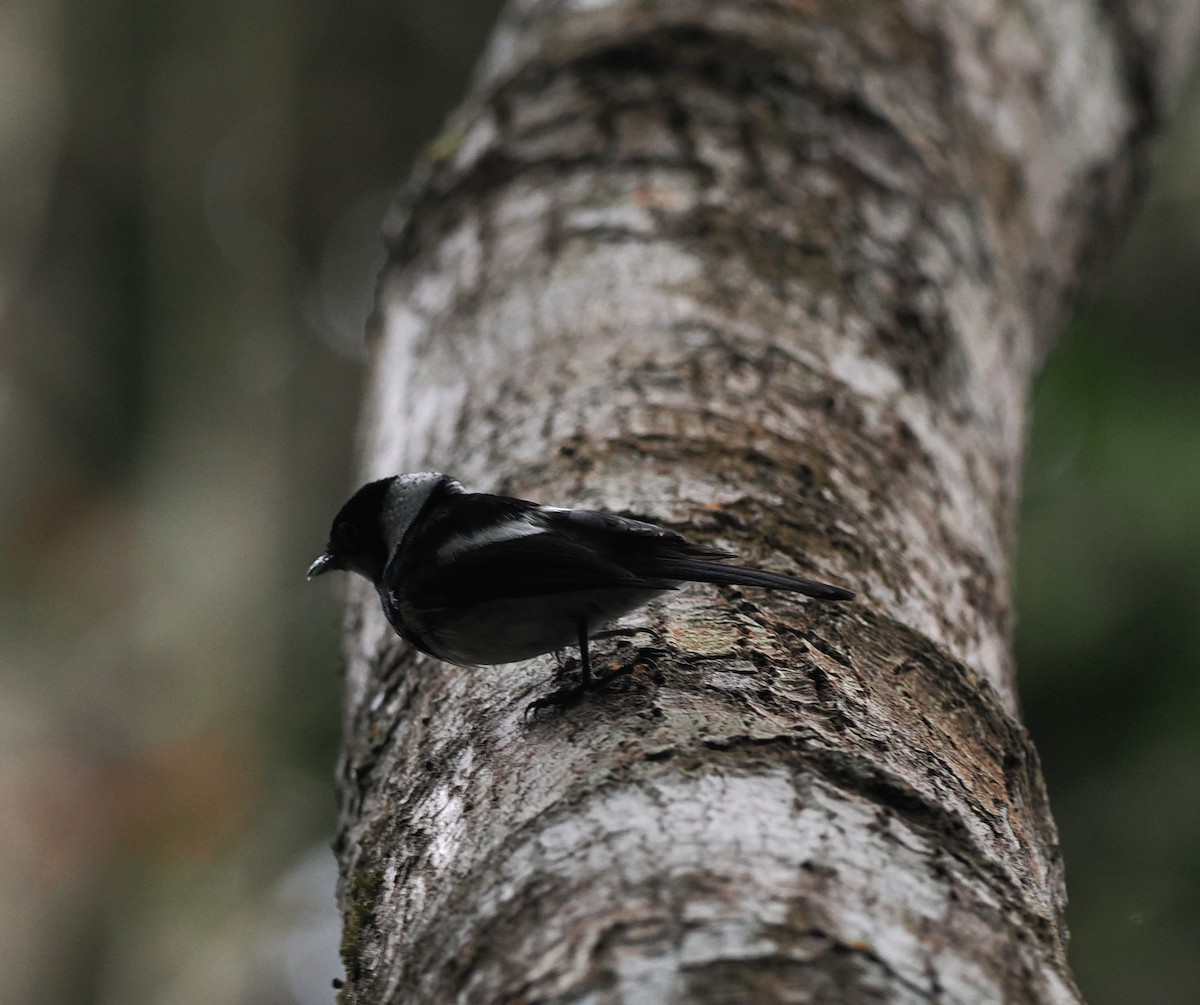 Pied Monarch - ML624245815