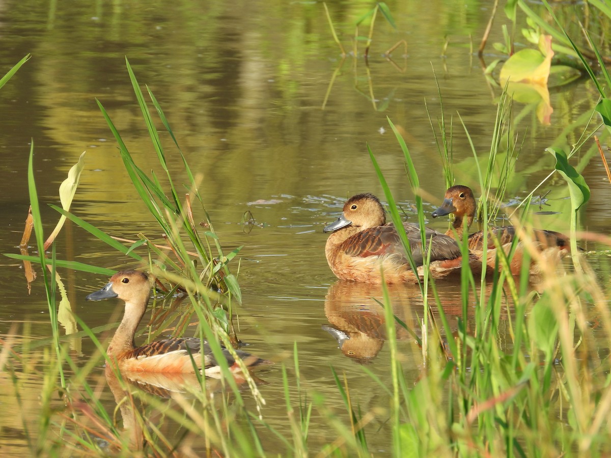 Lesser Whistling-Duck - ML624245816