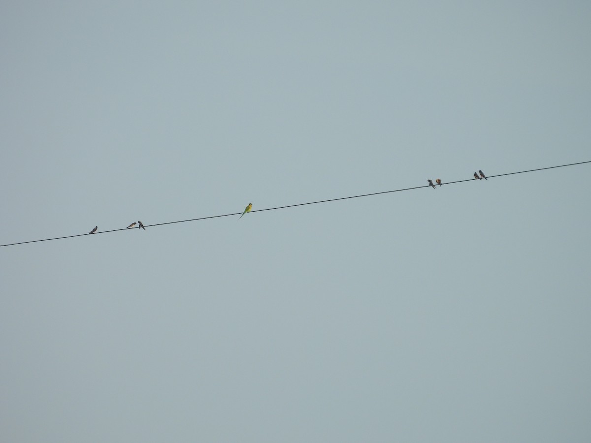 Barn Swallow - ML624245820