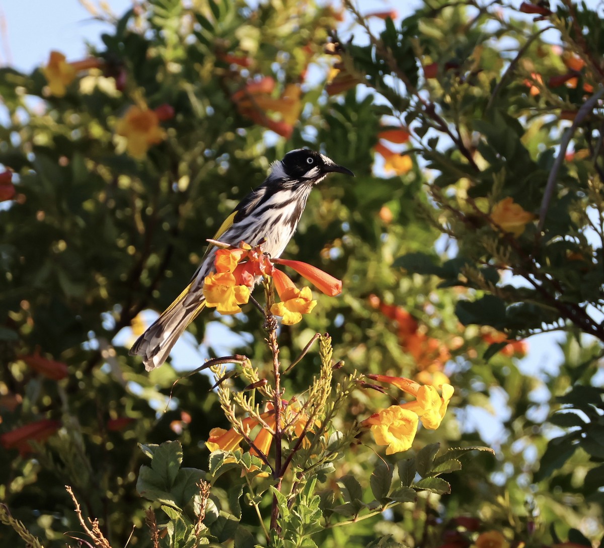 New Holland Honeyeater - ML624245828