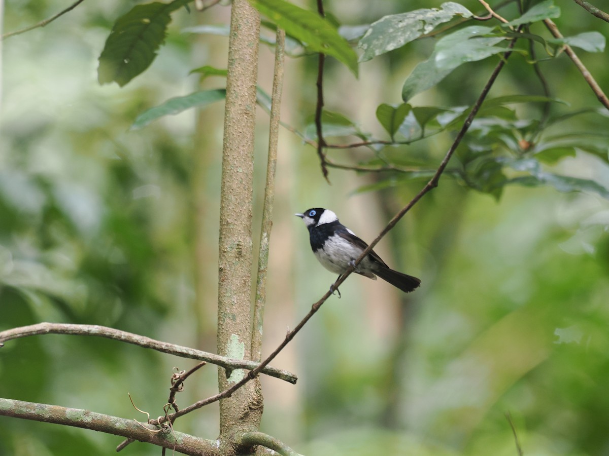 Pied Monarch - ML624245832