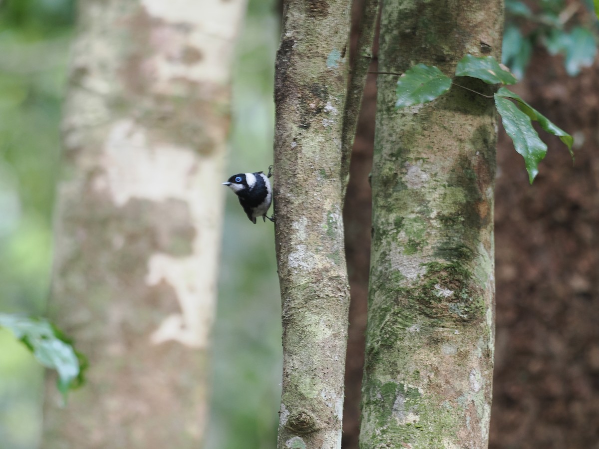 Pied Monarch - ML624245843