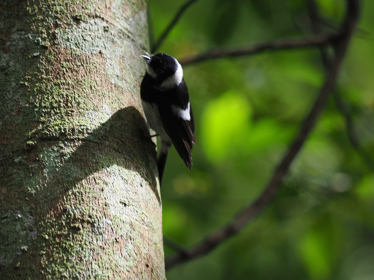 Pied Monarch - ML624245855