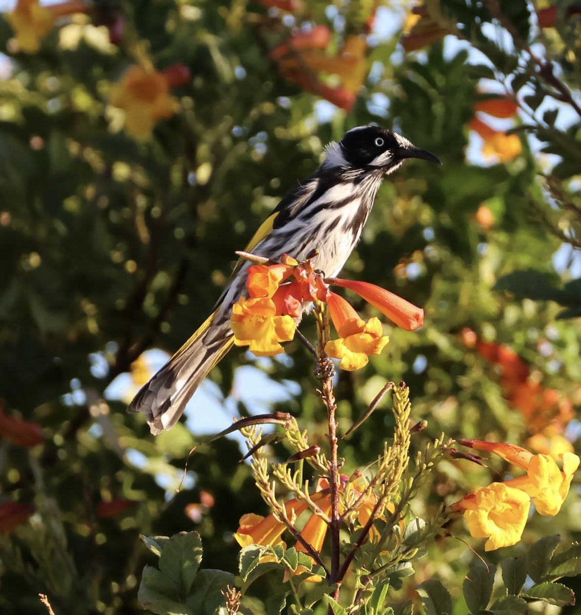 New Holland Honeyeater - ML624245856