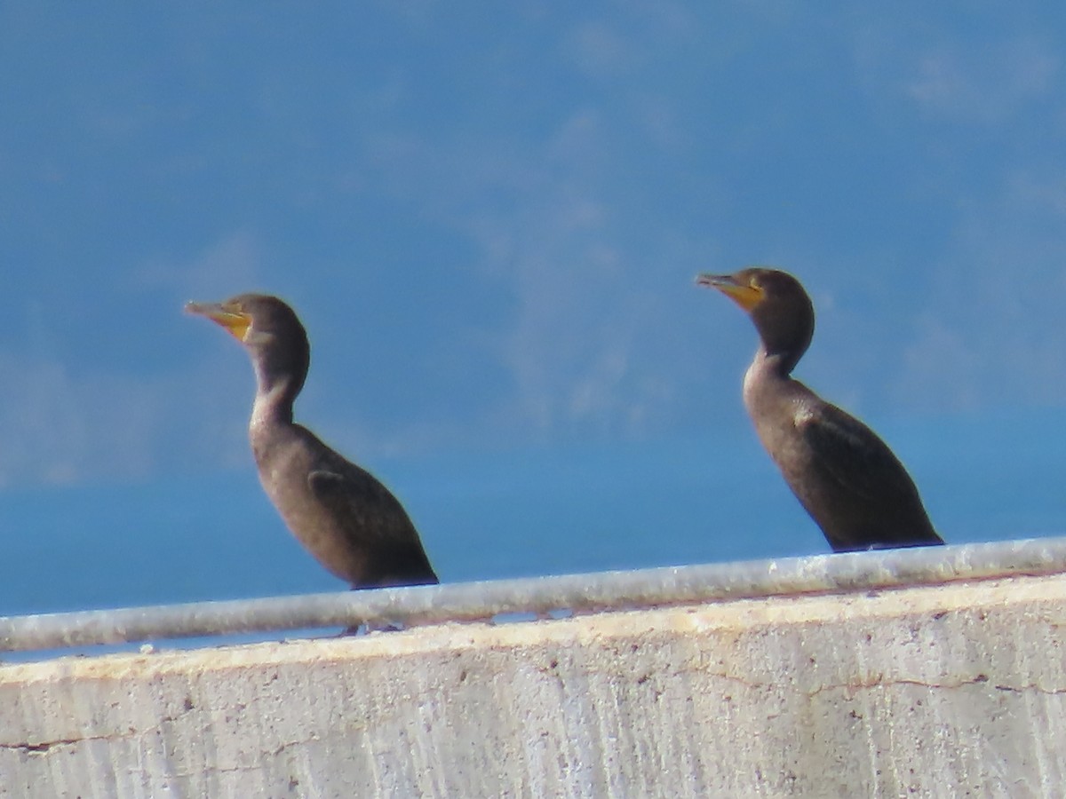 Double-crested Cormorant - ML624245866