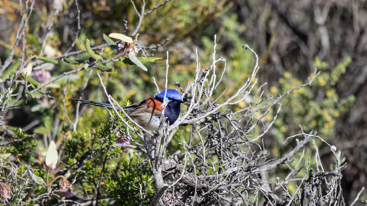 Blue-breasted Fairywren - ML624245896