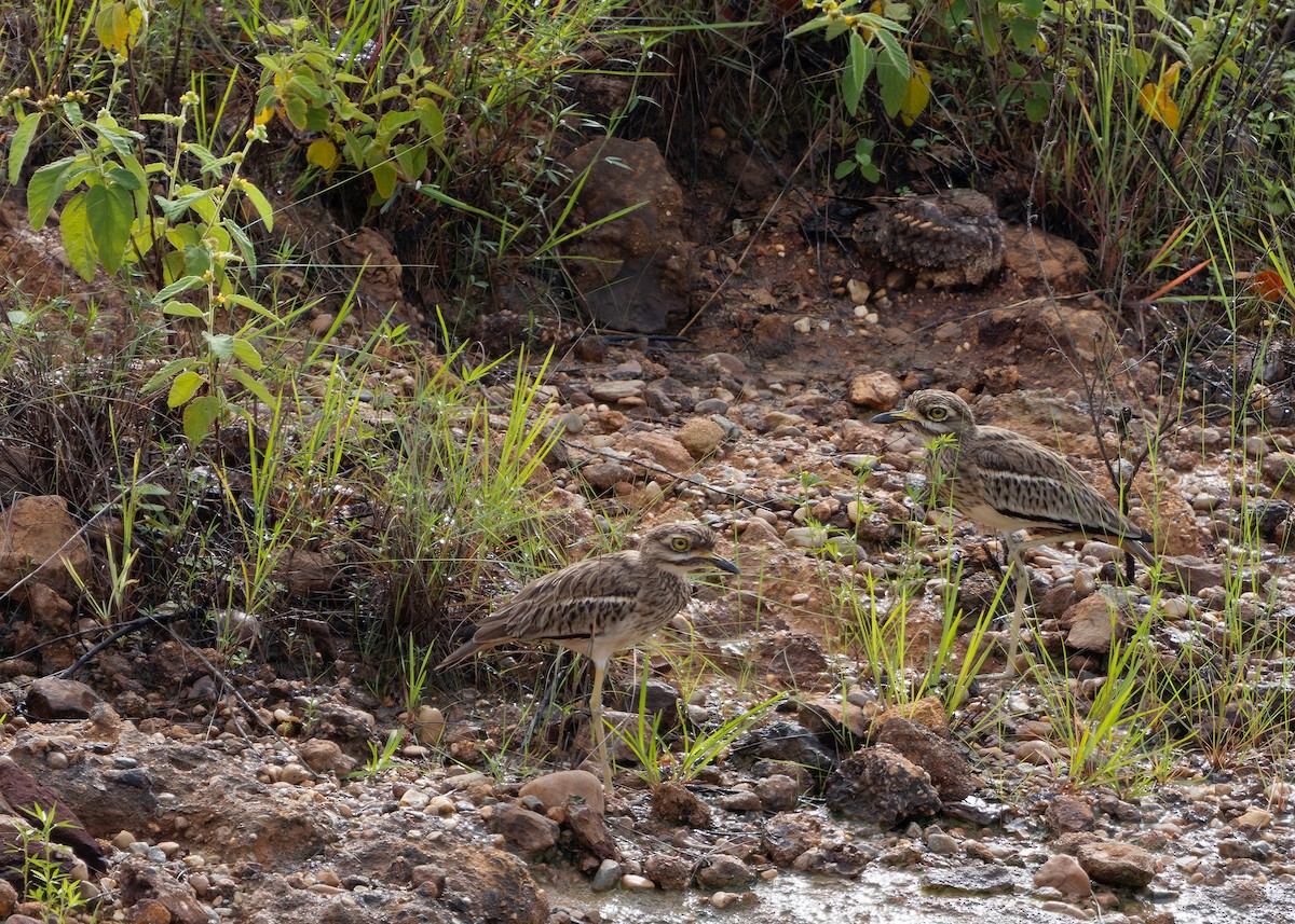 Savanna Nightjar (Northern) - ML624245900