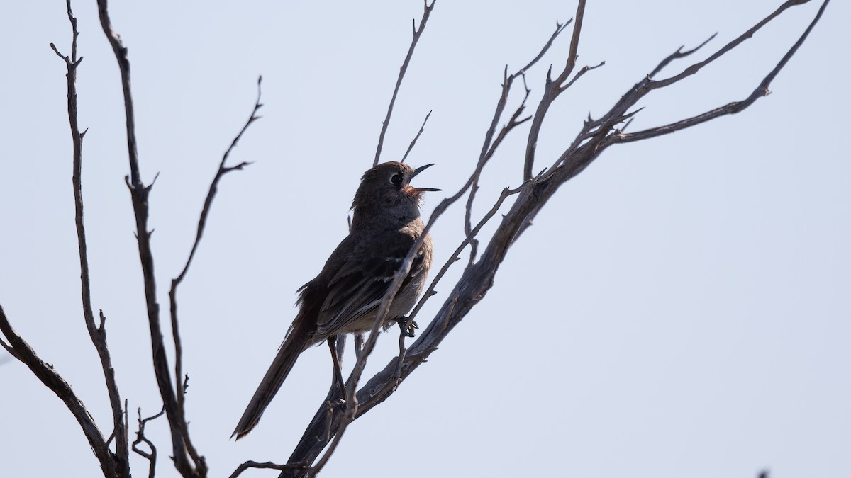 Southern Scrub-Robin - ML624245909