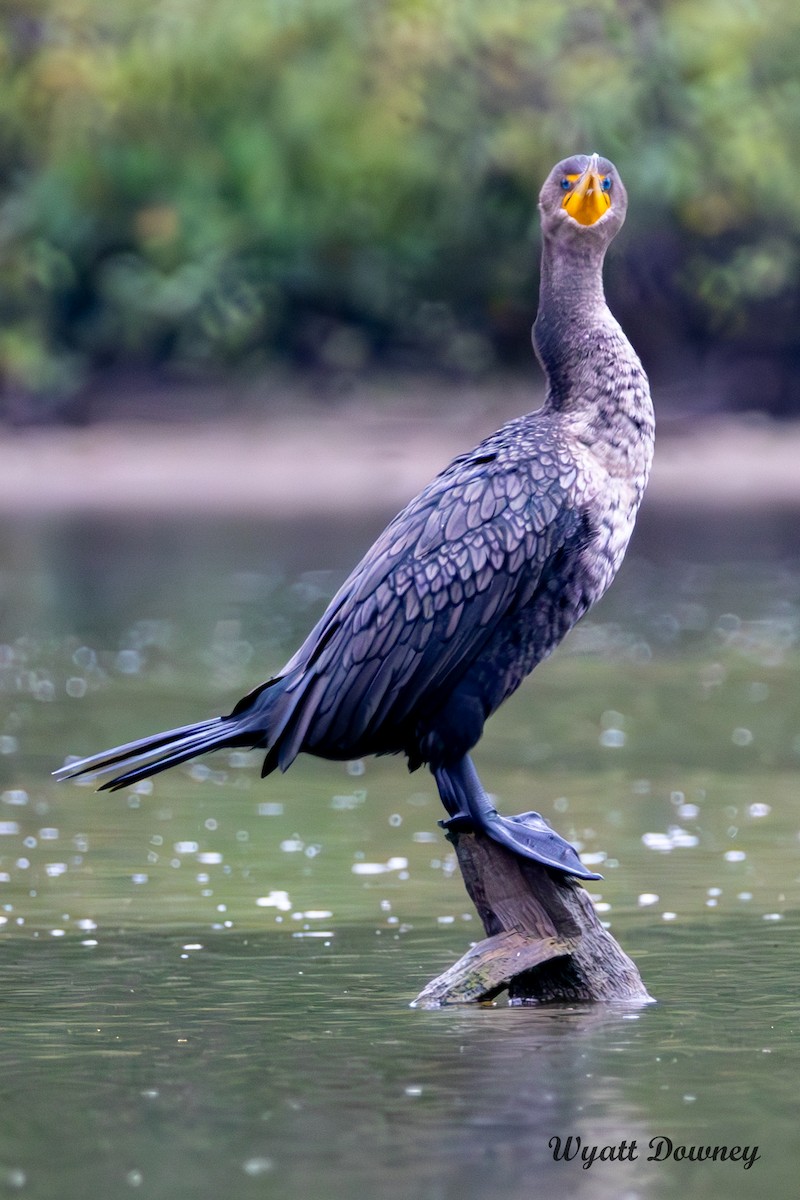 Double-crested Cormorant - ML624245926