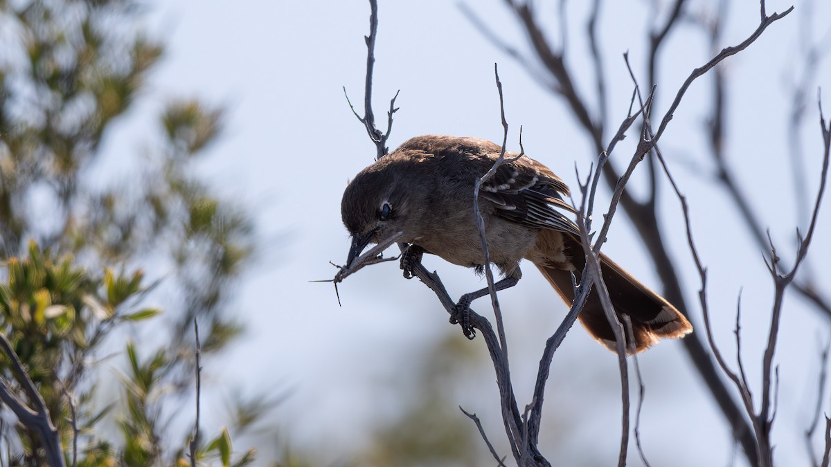 Southern Scrub-Robin - ML624245927