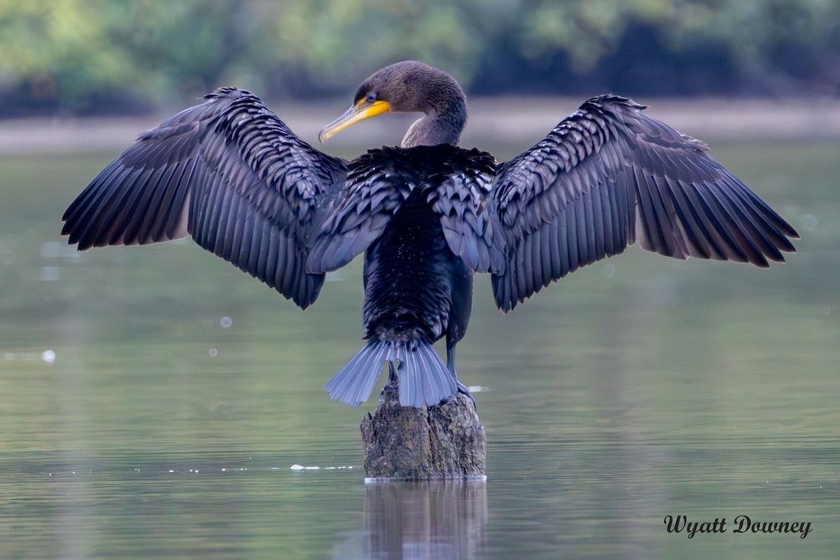 Double-crested Cormorant - ML624245928