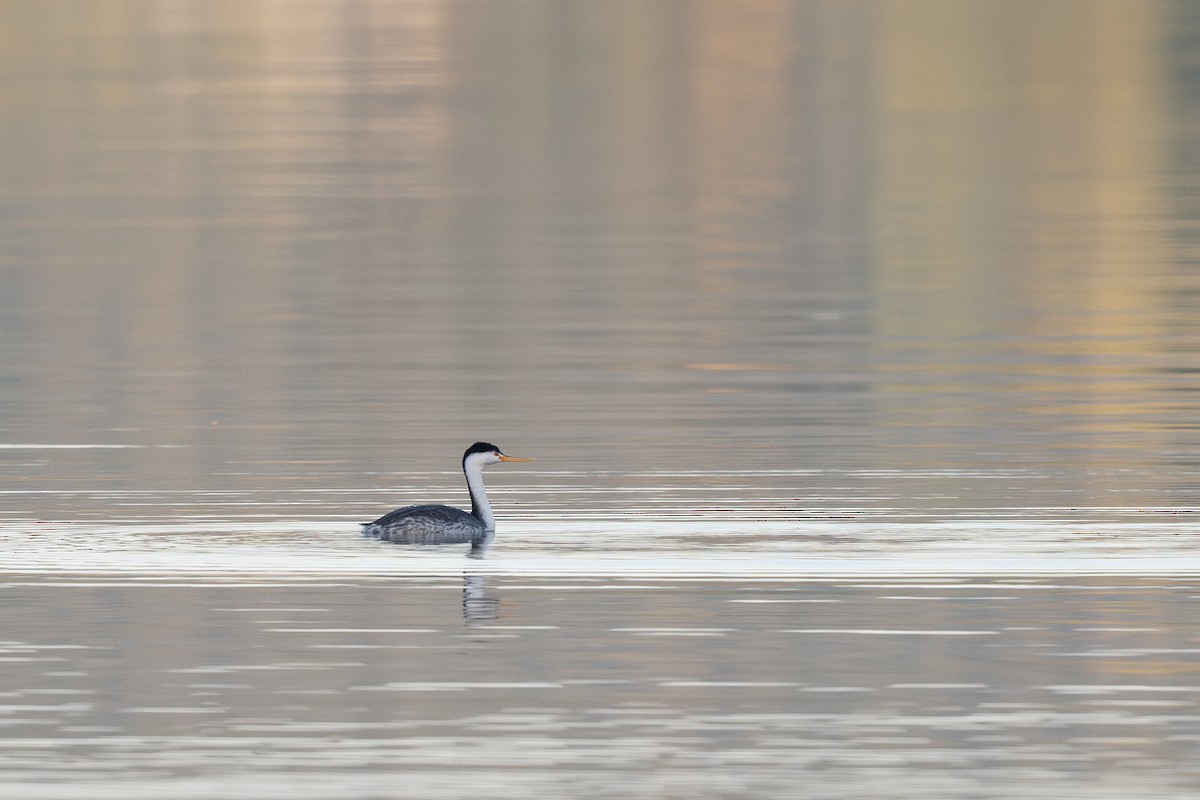 Clark's Grebe - ML624245941