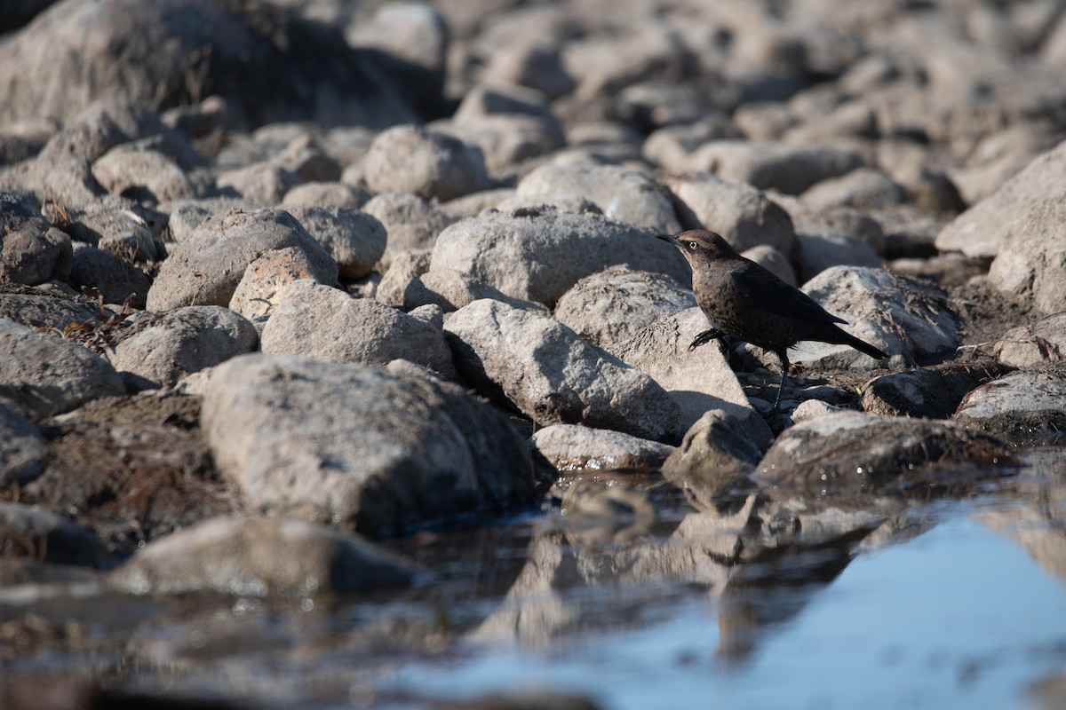 Rusty Blackbird - ML624245945