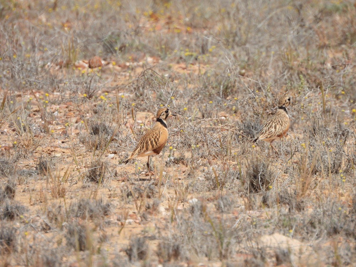 Inland Dotterel - ML624245946