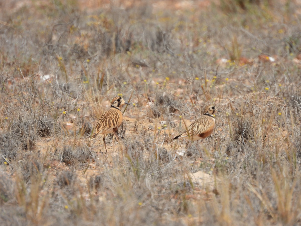 Inland Dotterel - ML624245954