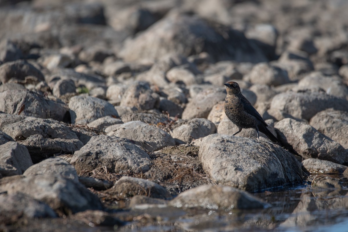 Rusty Blackbird - ML624245955