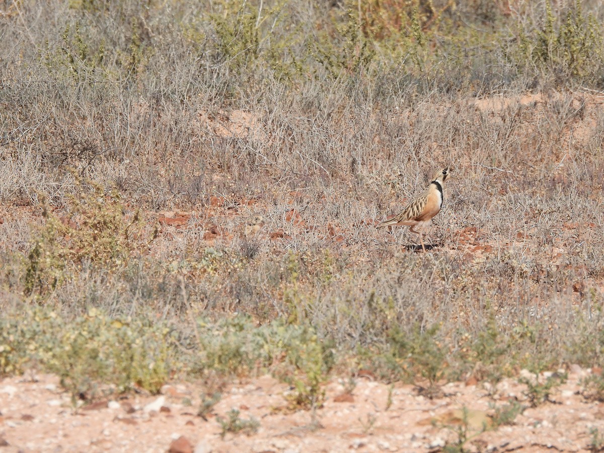 Inland Dotterel - ML624245957