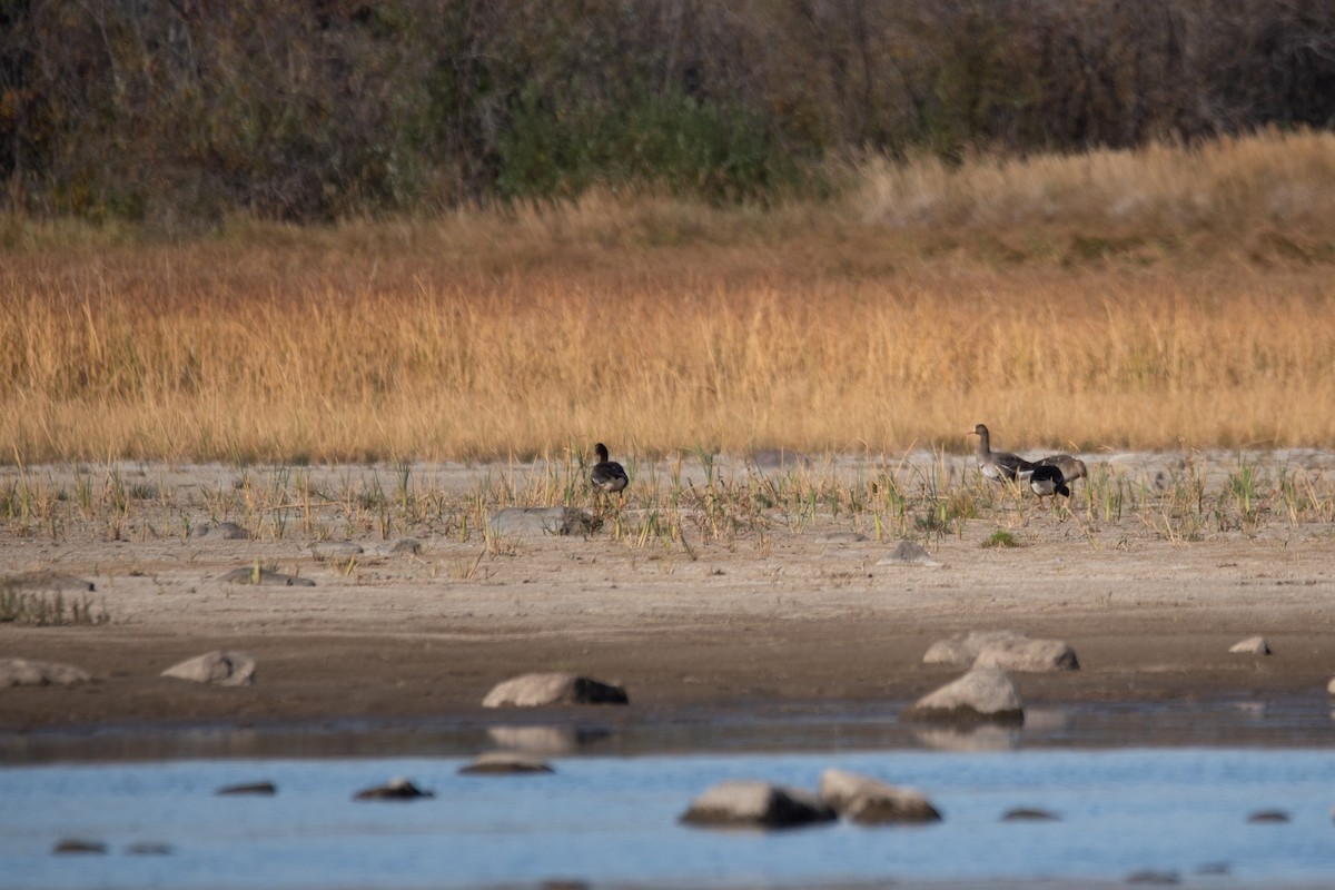 Greater White-fronted Goose - Philippe Hénault