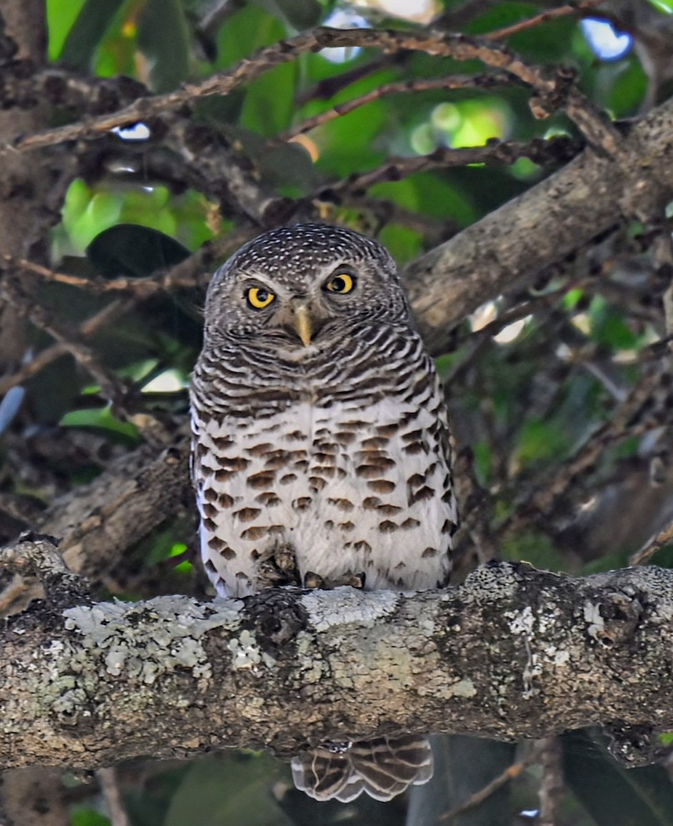 African Barred Owlet - ML624246041