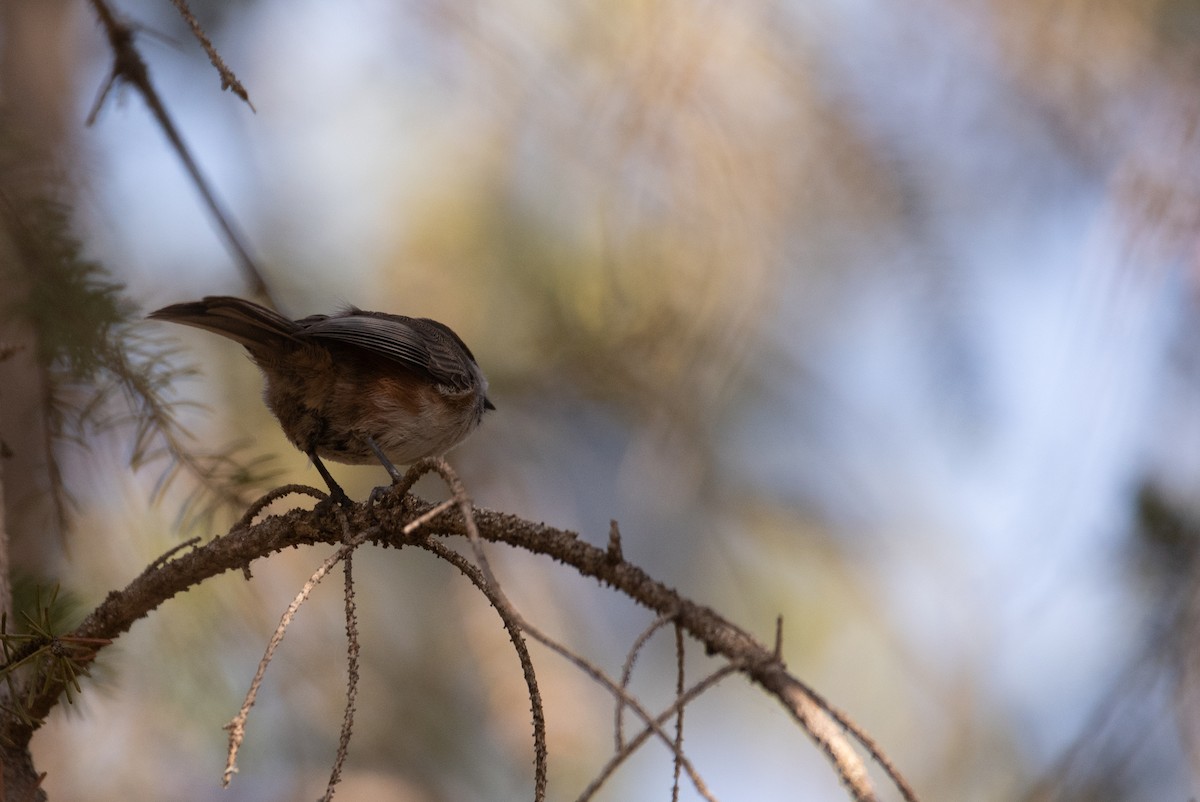 Mésange à tête brune - ML624246047