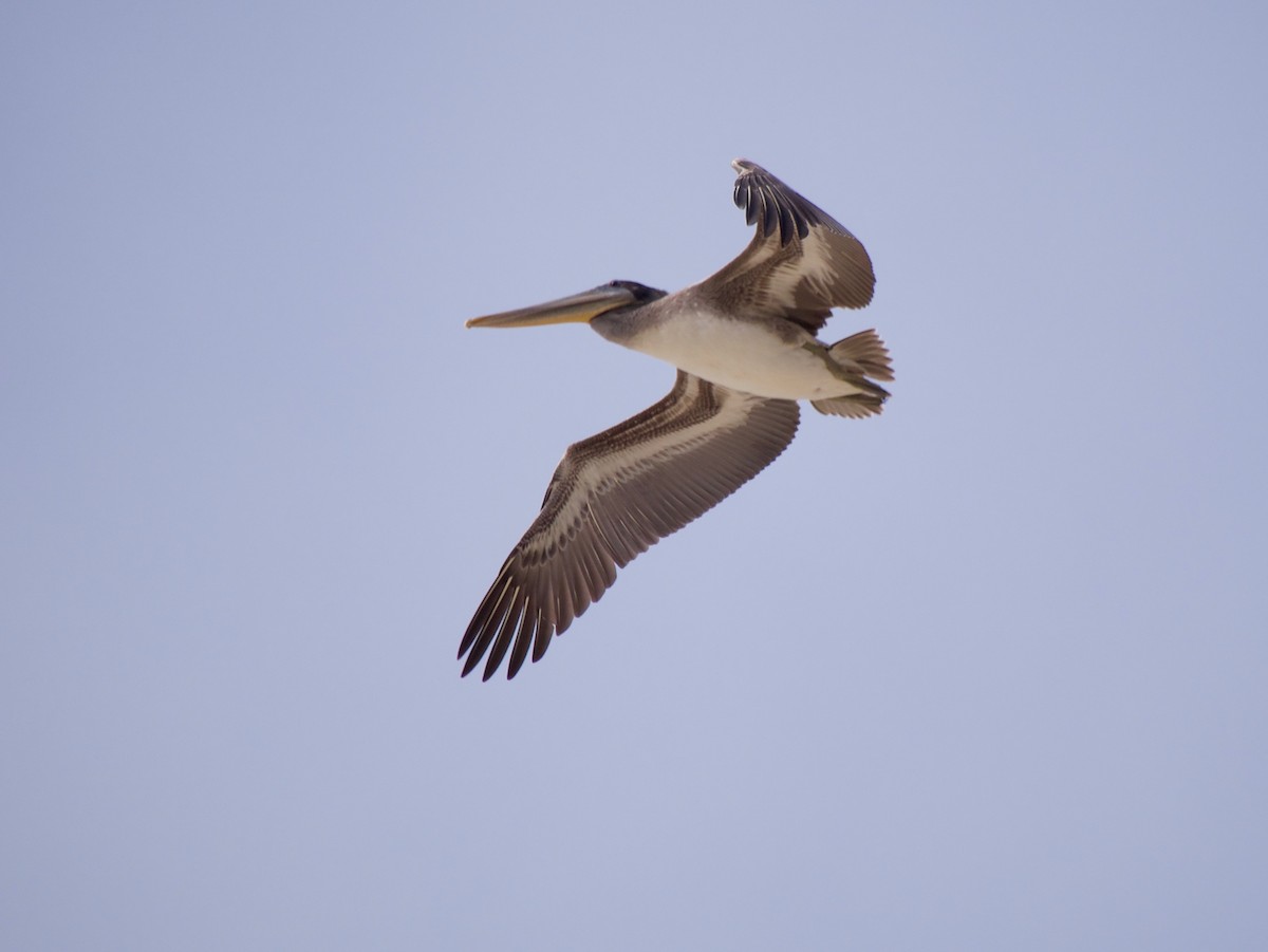 Brown Pelican (California) - ML624246048