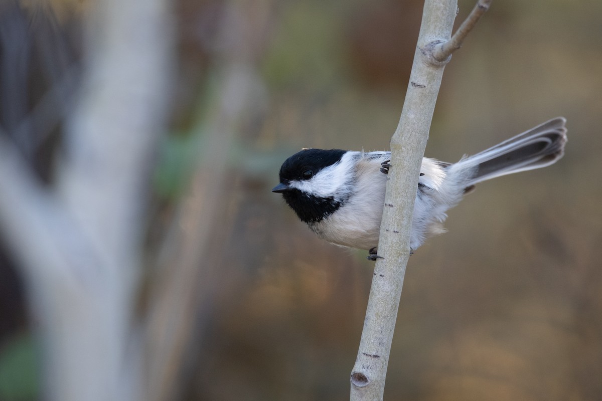 Mésange à tête noire - ML624246049