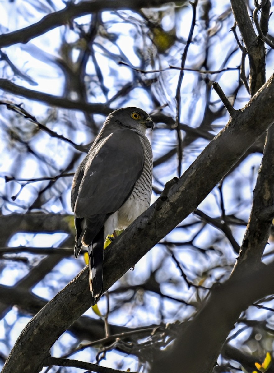 Gabar Goshawk - ML624246050