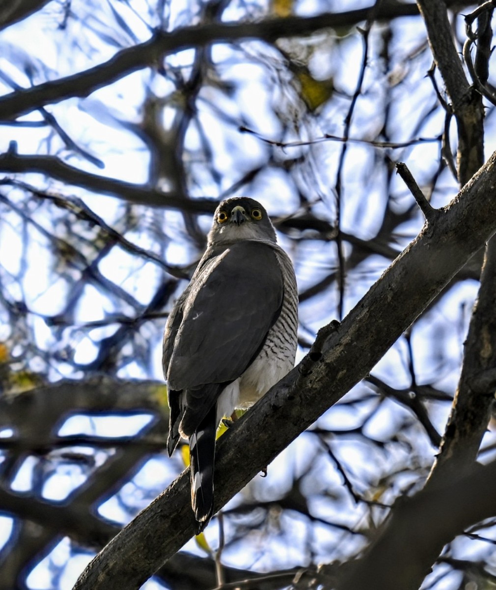 Gabar Goshawk - ML624246051