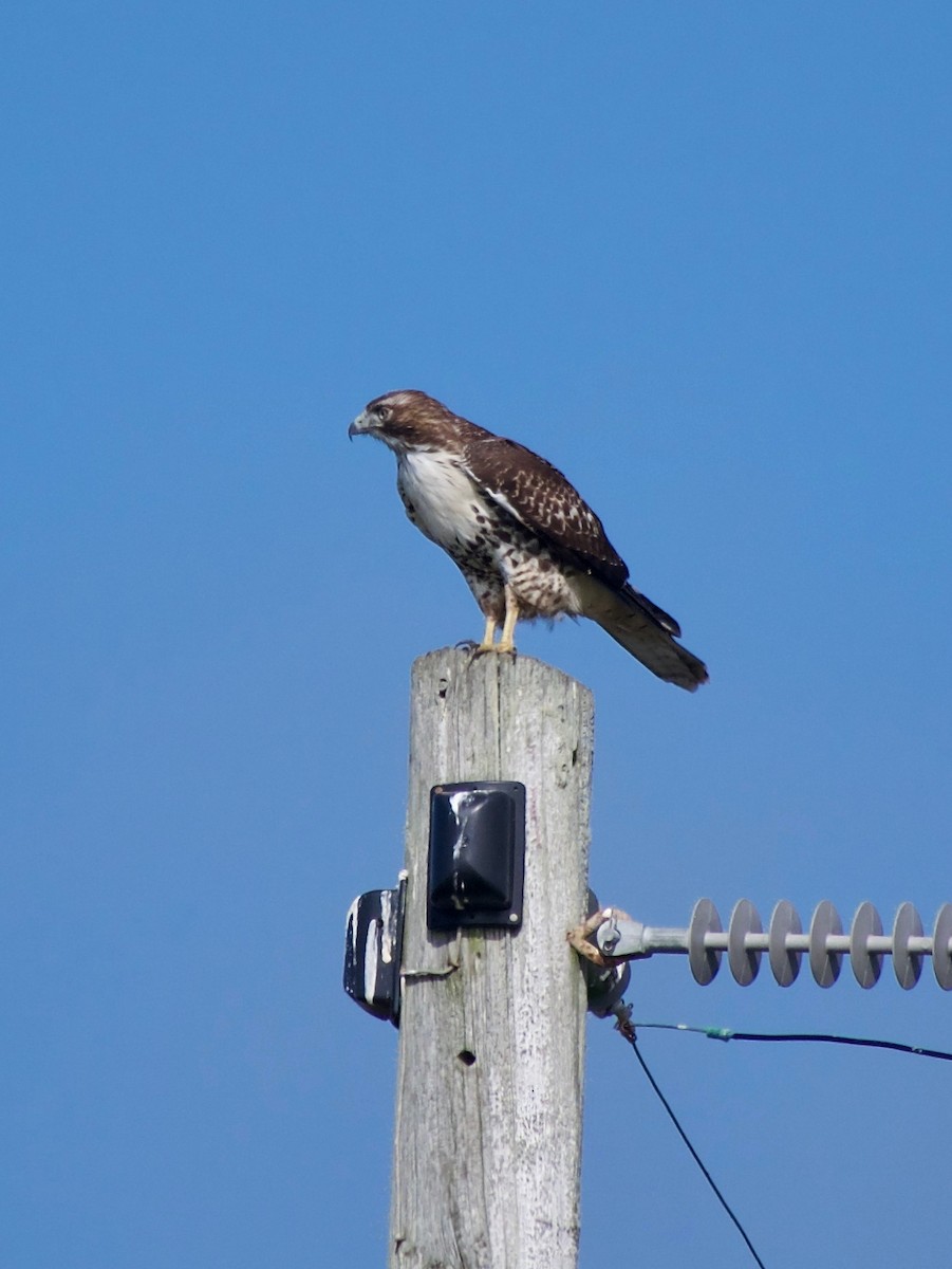 Red-tailed Hawk (calurus/alascensis) - ML624246055