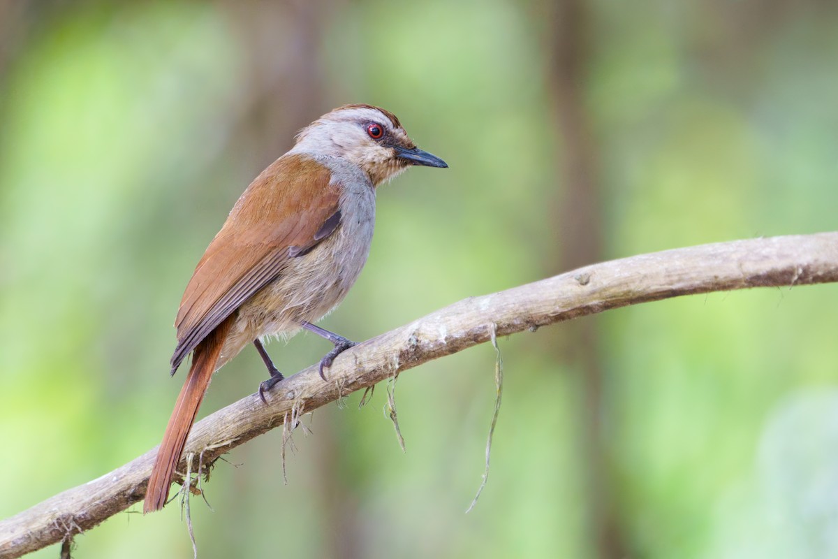 Rufous-tailed Palm-Thrush - ML624246058