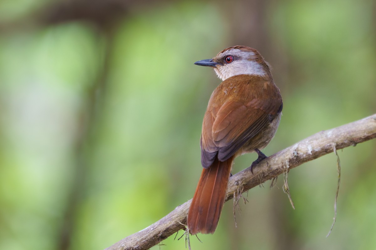 Rufous-tailed Palm-Thrush - ML624246059