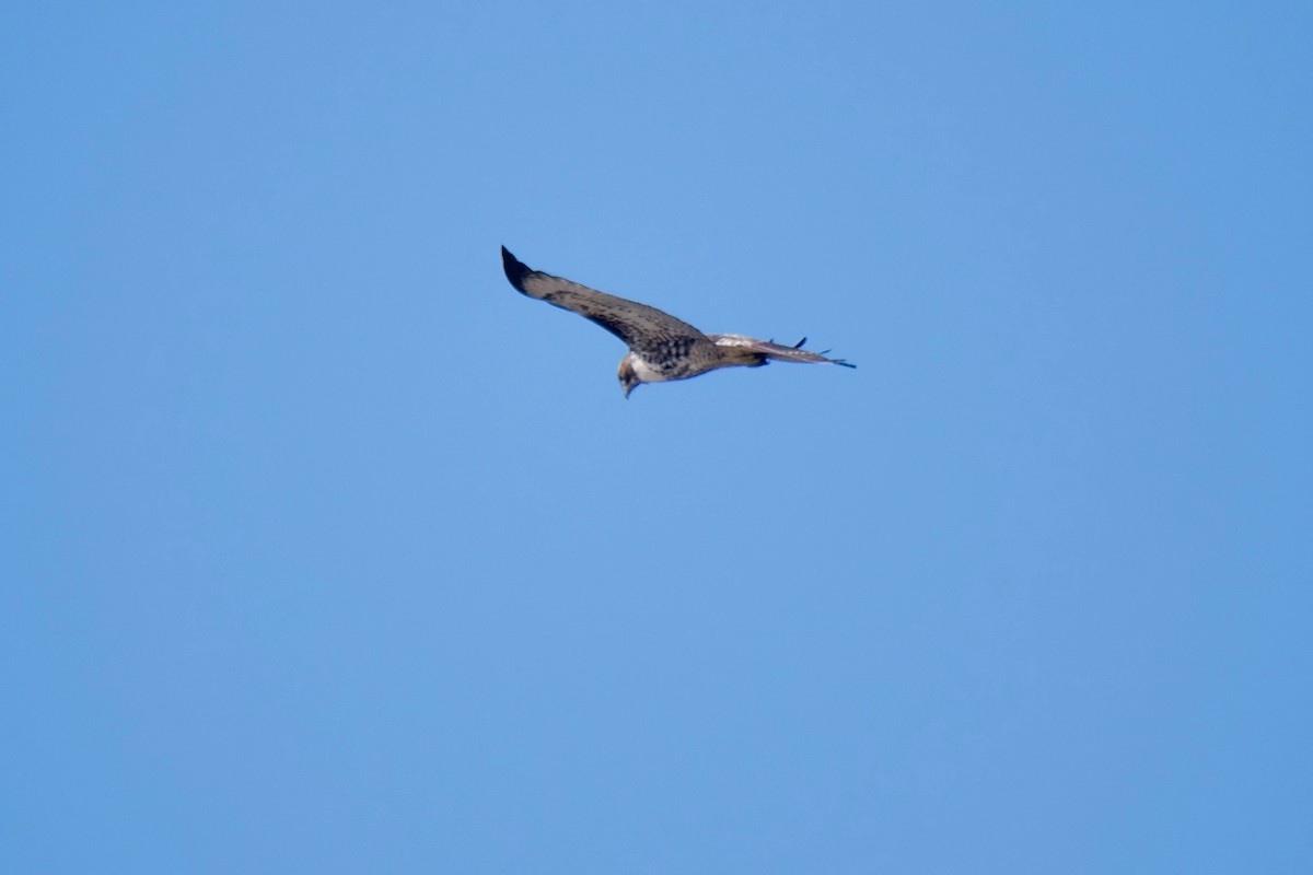 Red-tailed Hawk (calurus/alascensis) - Richard Bradus