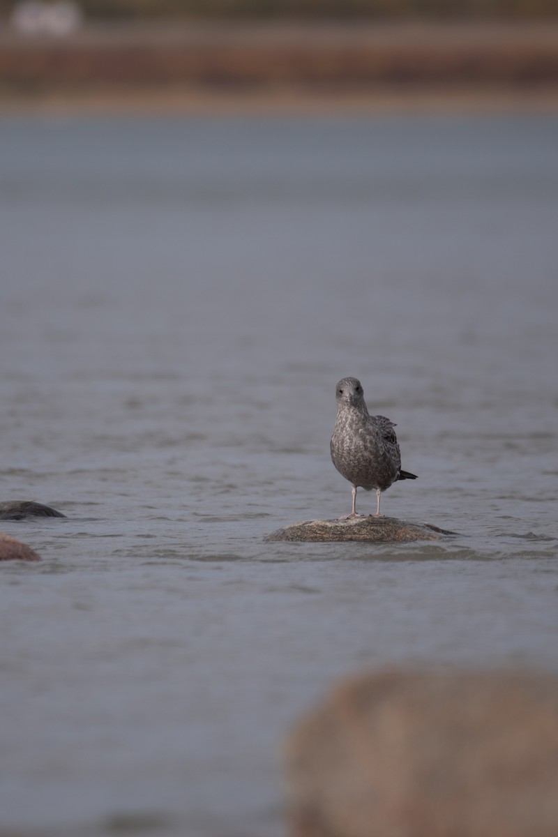 California Gull - Philippe Hénault