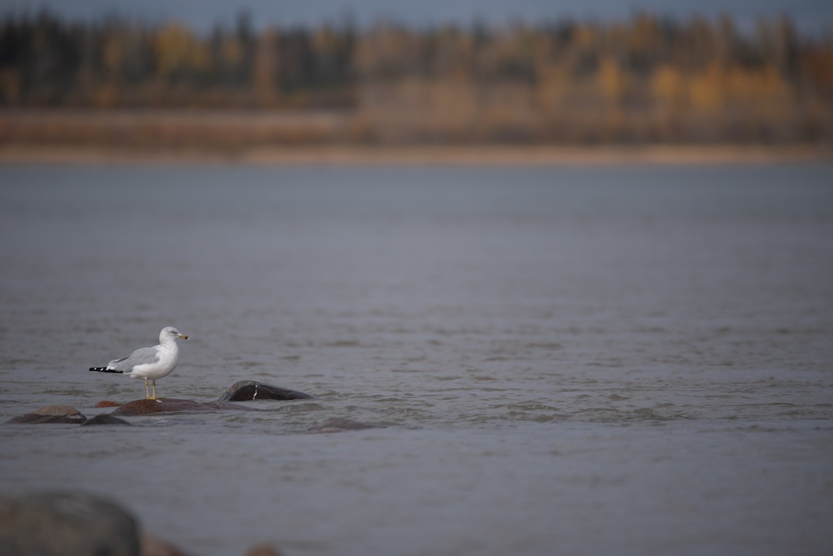 Gaviota de Delaware - ML624246068