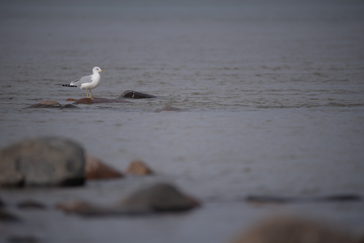 Ring-billed Gull - Philippe Hénault