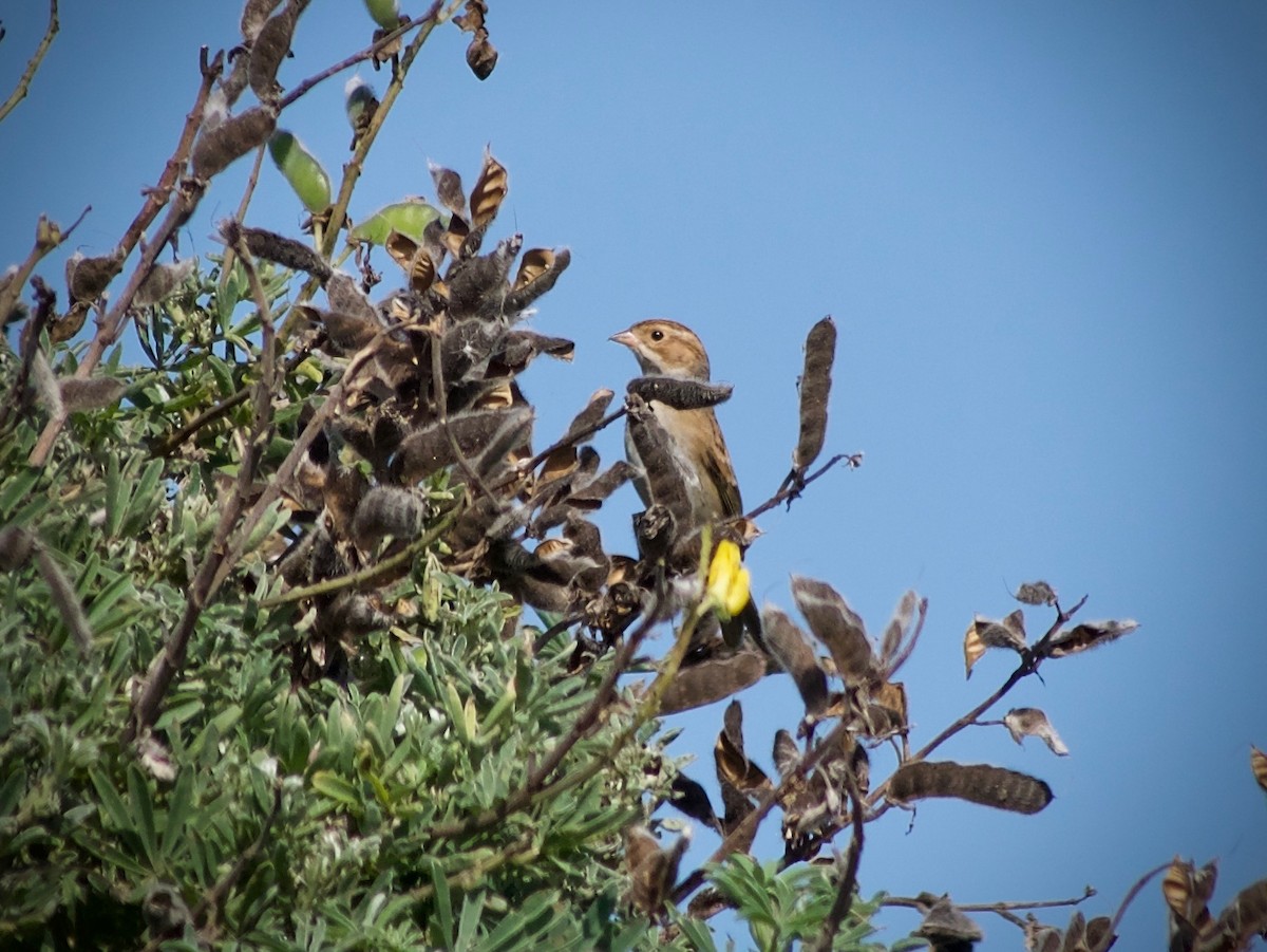 new world sparrow sp. - ML624246079