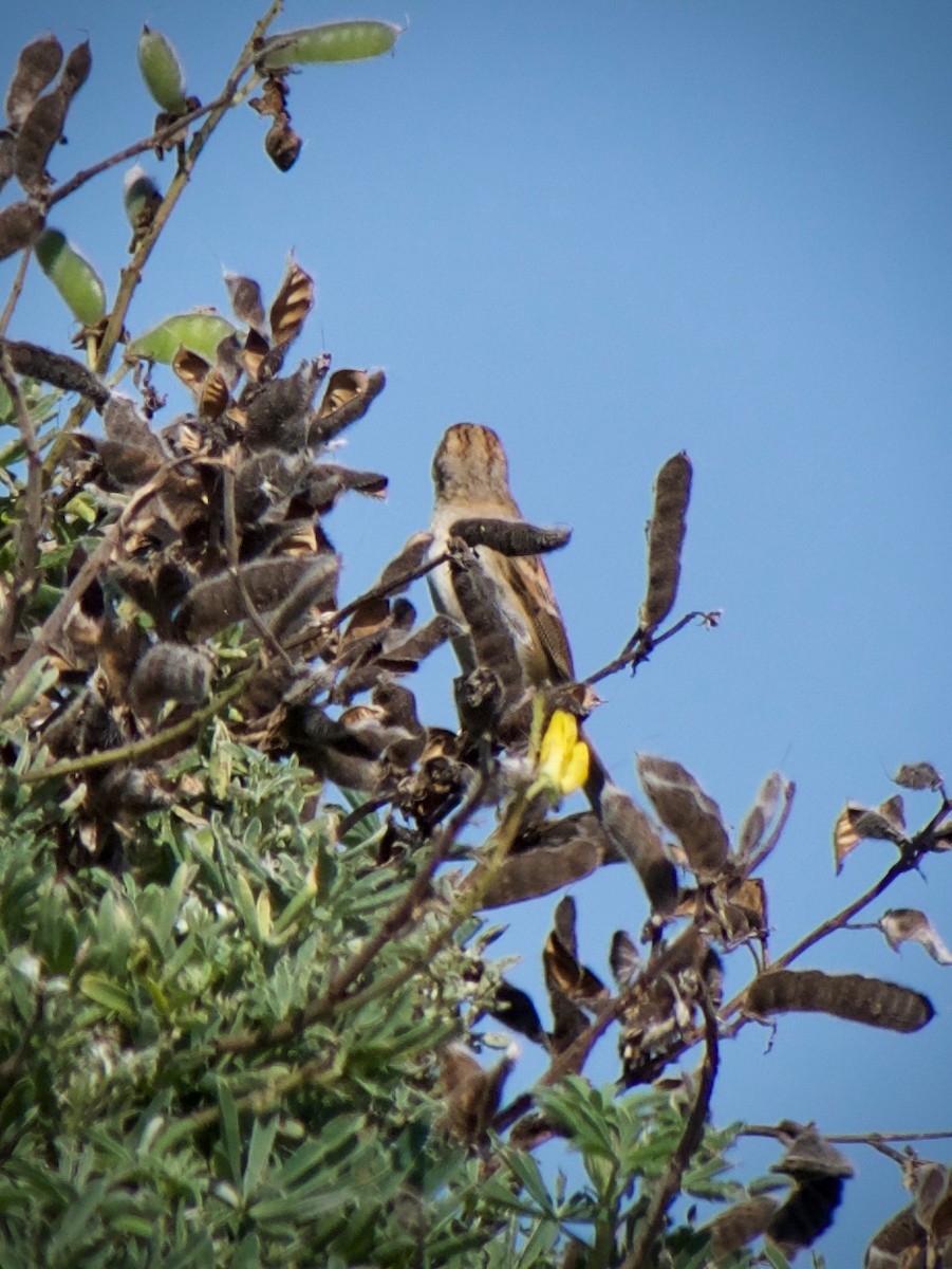 new world sparrow sp. - ML624246080