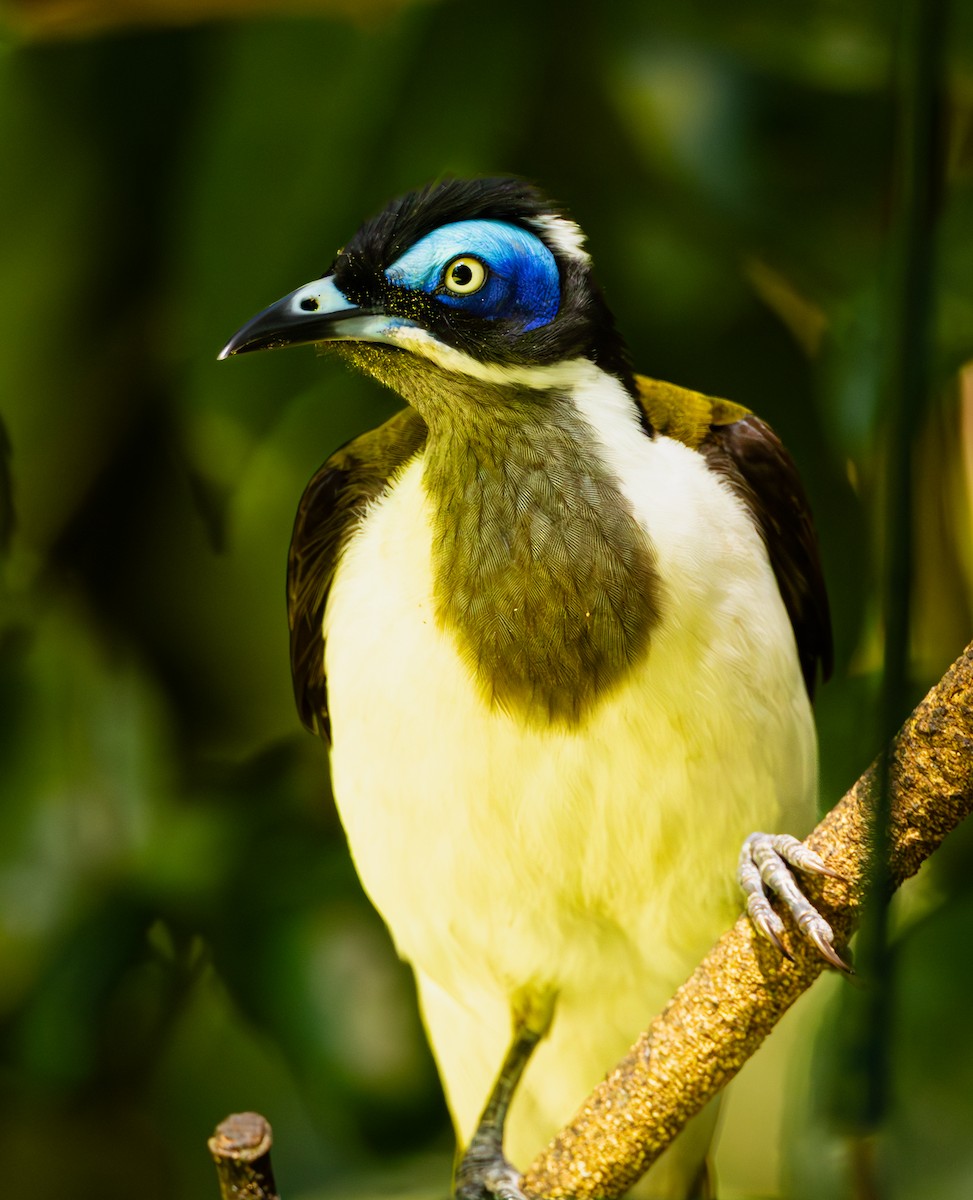 Blue-faced Honeyeater - ML624246095