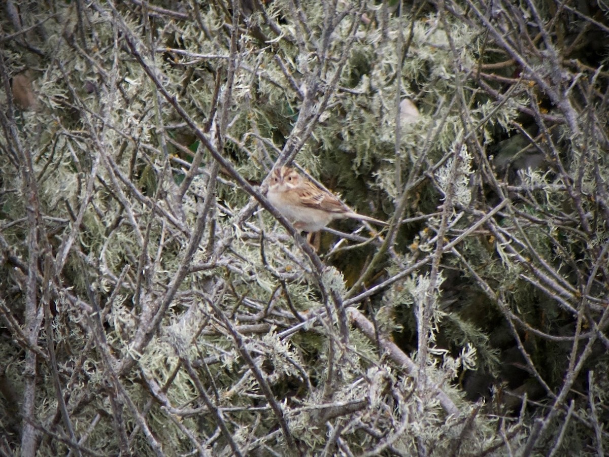 Clay-colored Sparrow - ML624246099