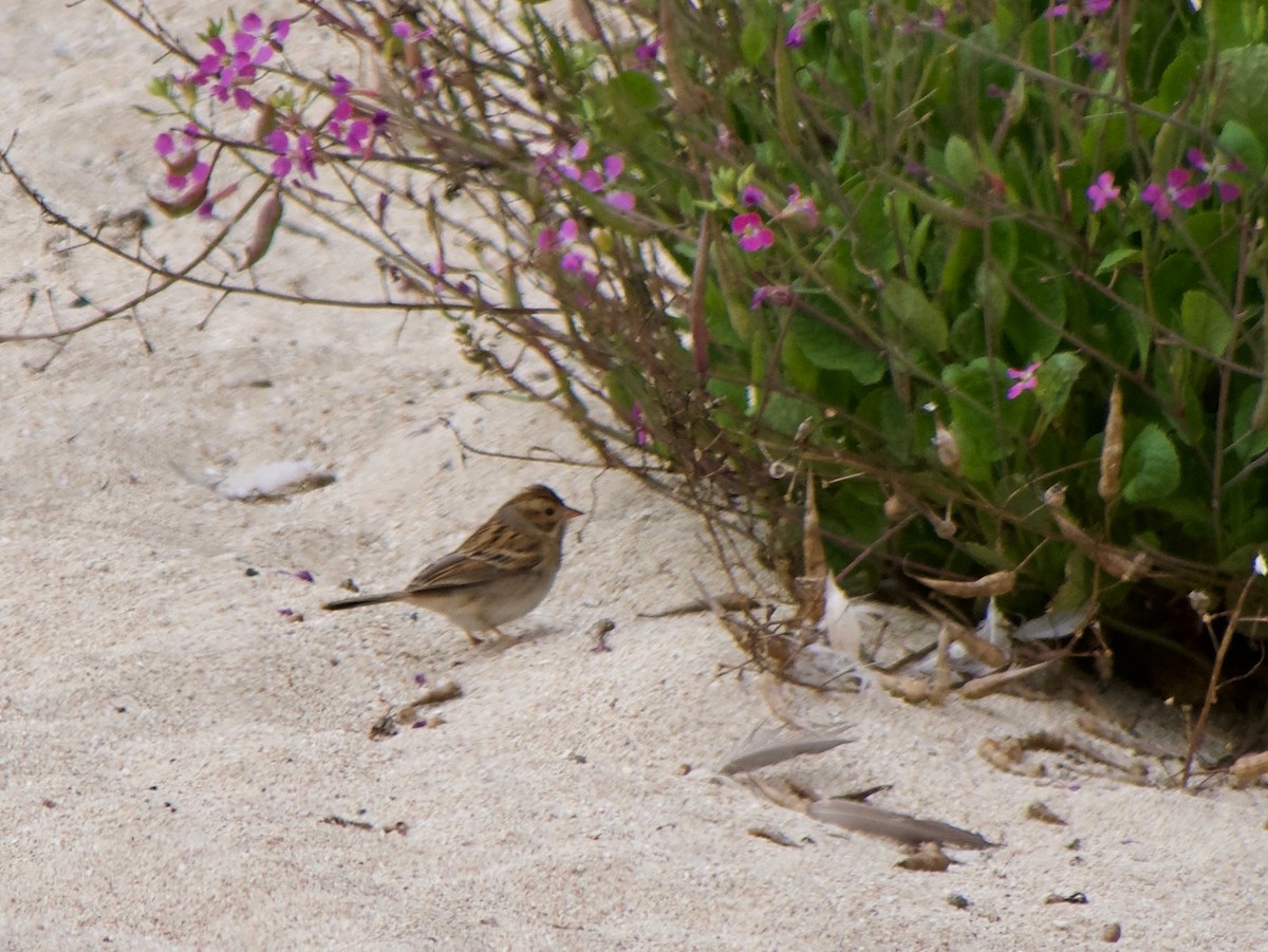 Clay-colored Sparrow - ML624246103